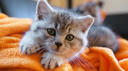 Söt kattunge tittar mot kameran