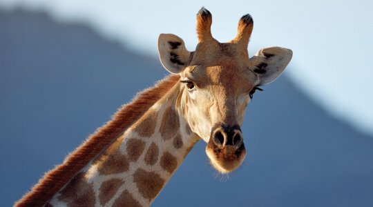 En giraff