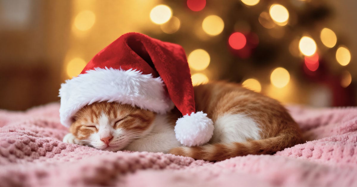 Söt katt är bra för att minska stressen