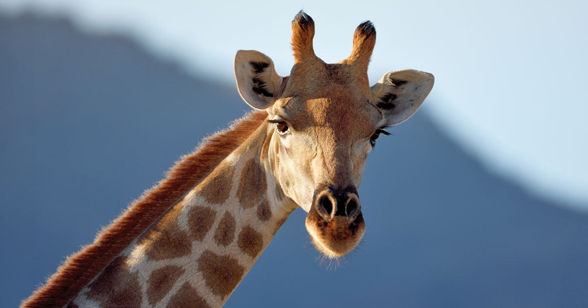 En giraff